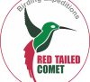 RED TALLED COMET BIRDING AND PHOTOGRAFHY