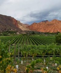 Huichaira Vineyard