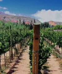 Bodega Santa Rosa de Lima