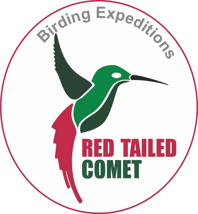 RED TAILED COMET BIRDING AND PHOTOGRAFHY